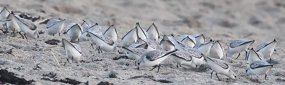 Sanderling